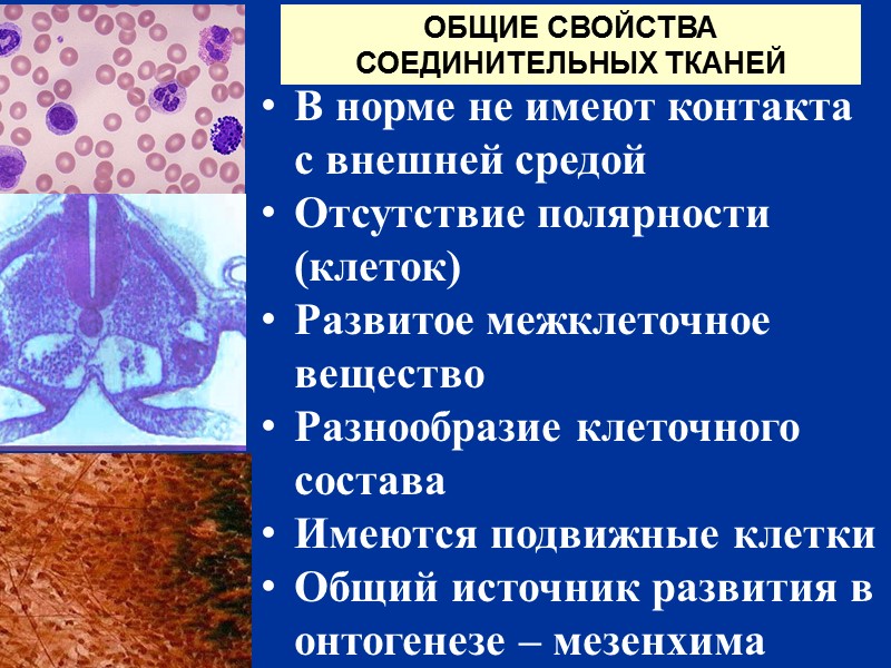 ОБЩИЕ СВОЙСТВА СОЕДИНИТЕЛЬНЫХ ТКАНЕЙ    В норме не имеют контакта с внешней